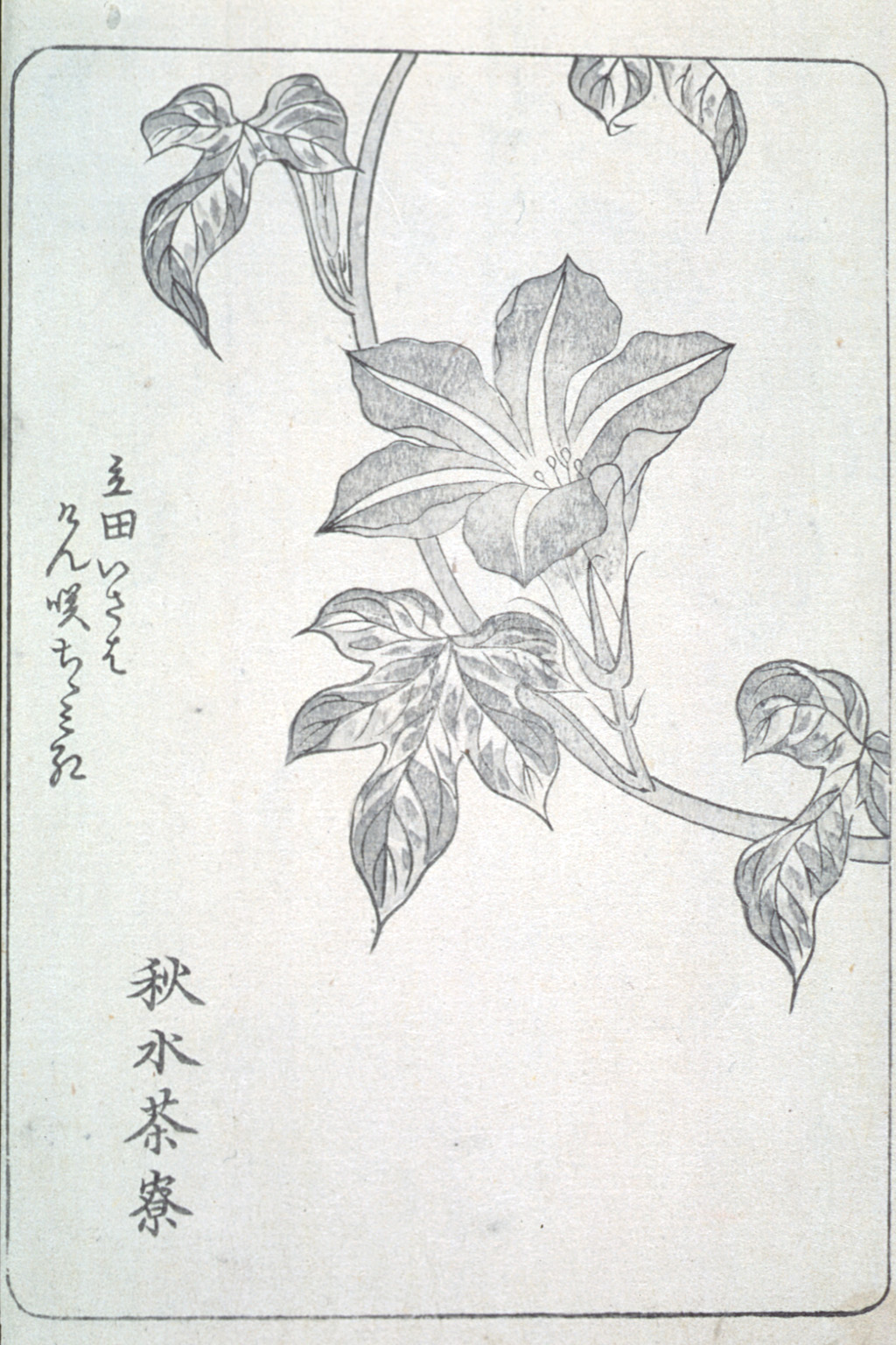 asagaofu-06