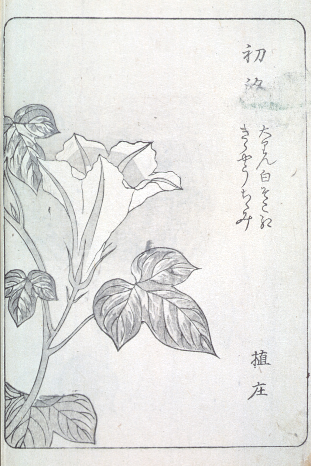 asagaofu-28