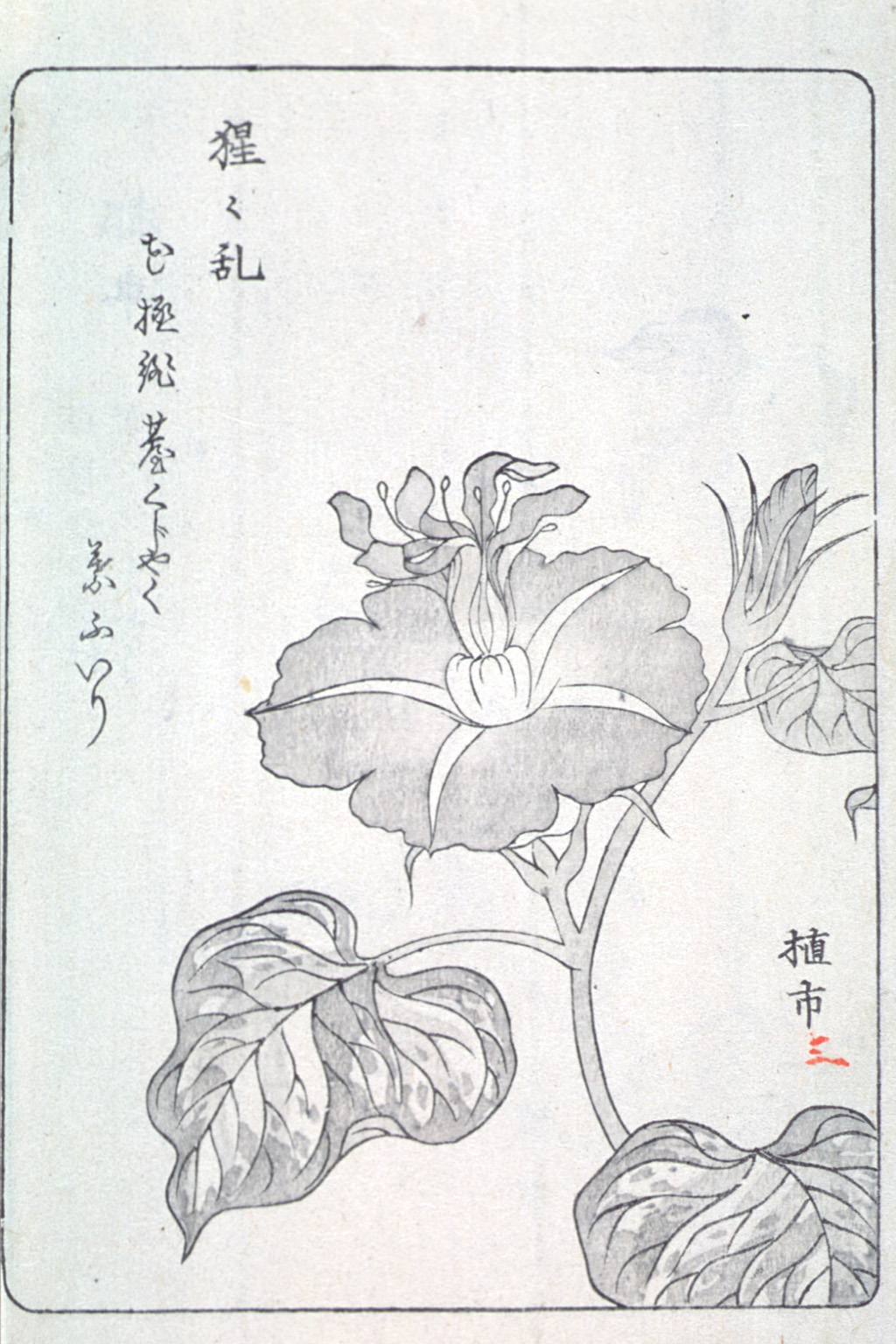 asagaofu-42