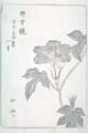 asagaofu-44