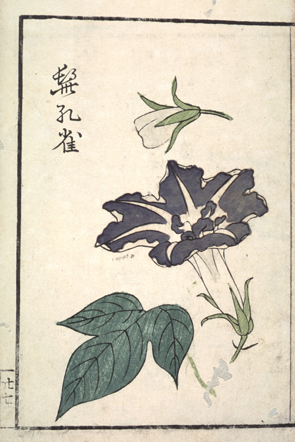 asagaotsu_1-21