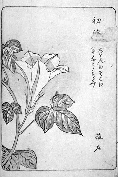 asagaofu-28