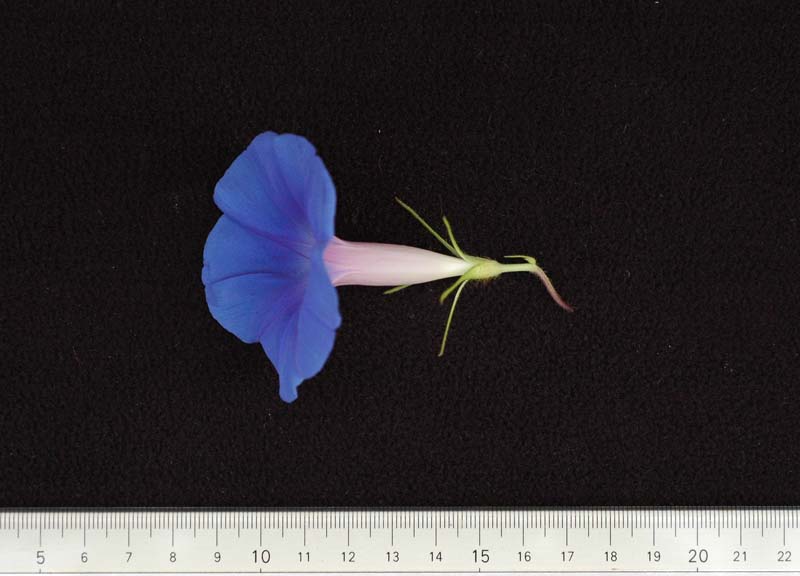 056