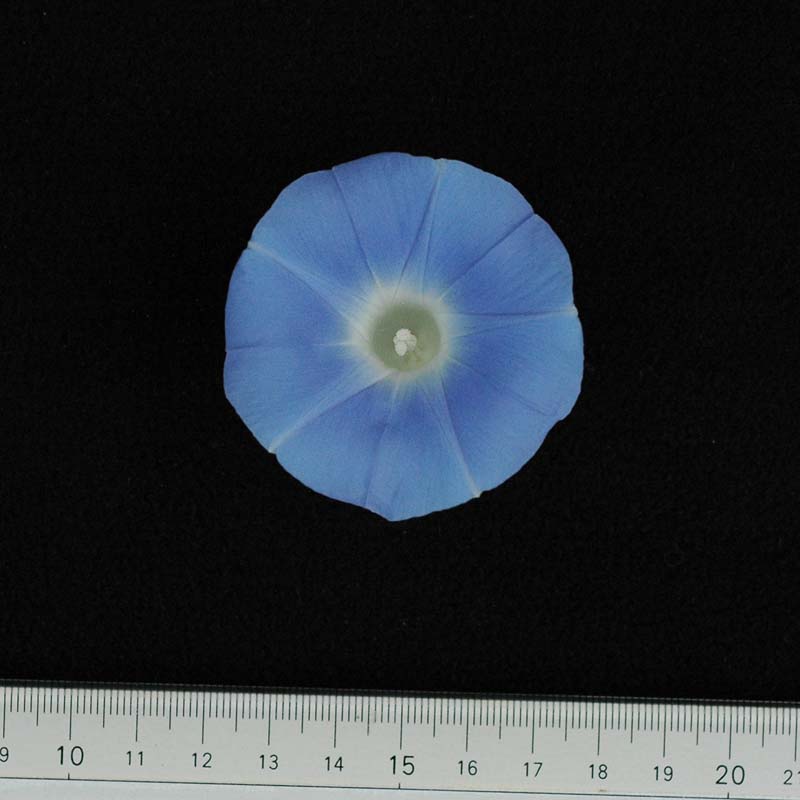 081