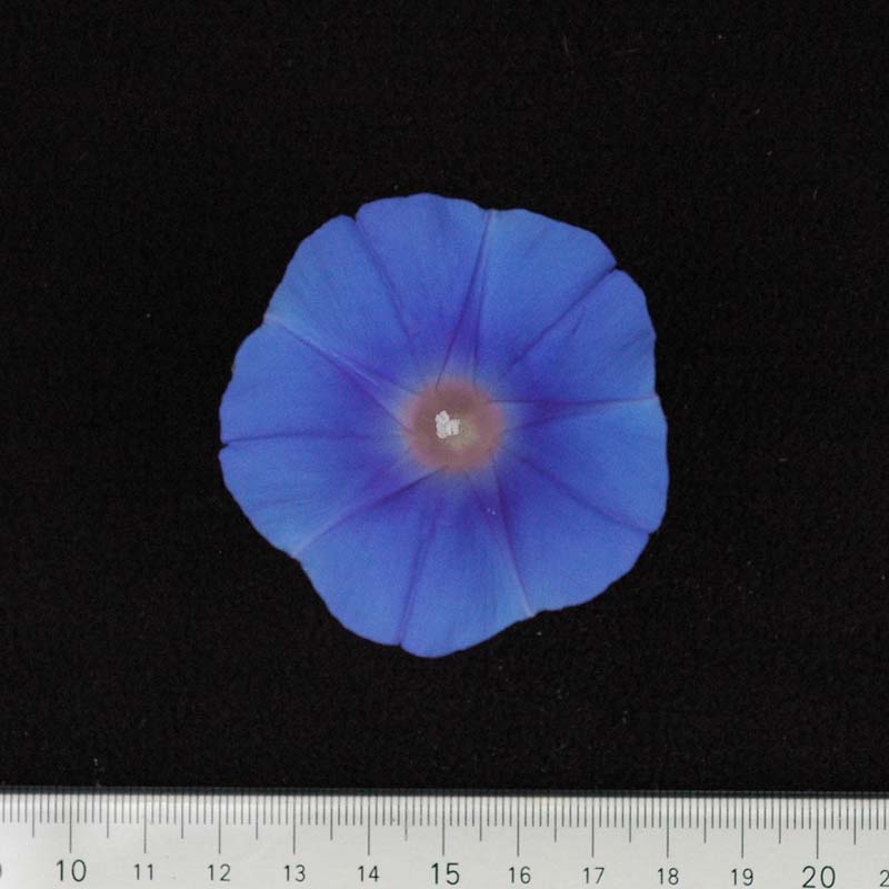183